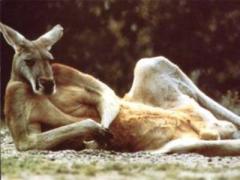 Kangaroo rip