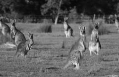 Kangaroo party