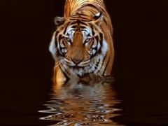 Tatoo tiger