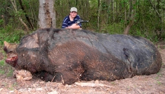 Giant boar