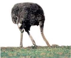 Ostrich