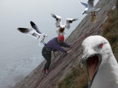 Bird attack