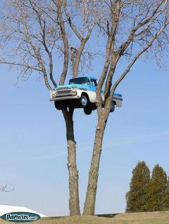 Tree vs car