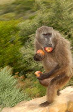 Apple thief