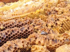 hive