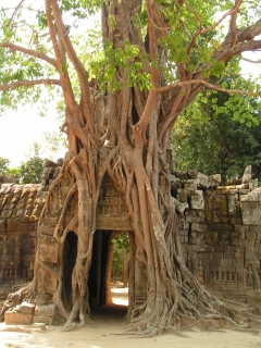 Tree entrance