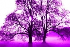 Purple zone