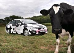 Cow car