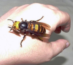 Giant bee