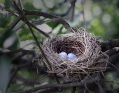 Bird nest