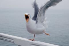 Seagull