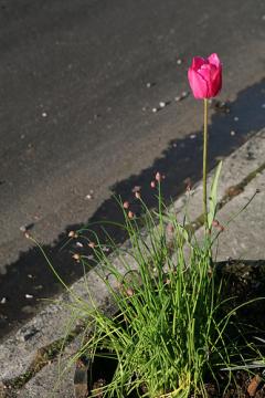 Flower road