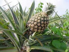 Ananas