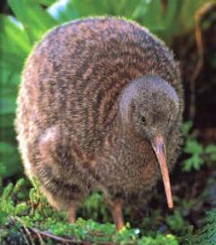 Kiwi