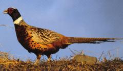 Giant pheasant