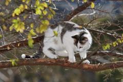 Cat in tree