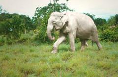 Albinos elephant